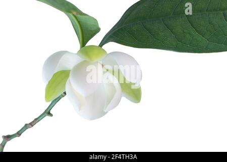 White magnolia flower (Magnolia grandiflora) on white background. Called Evegreen Magnolia, Bull Bay, Bullbay Magnolia, Laurel Magnolia and Loblolly M Stock Photo