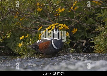 Harlequin Duck - male on river bank Histrionicus histrionicus Iceland BI026244 Stock Photo