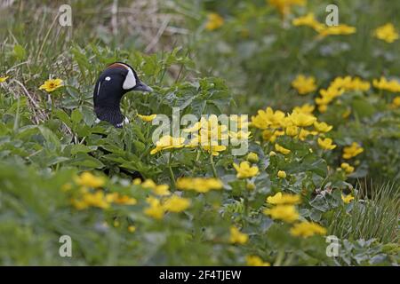 Harlequin Duck - male on river bank Histrionicus histrionicus Iceland BI026249 Stock Photo