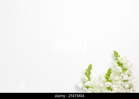 White snapdragon flowers on white background. flat lay, top view, copy space Stock Photo