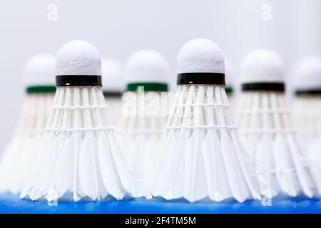White Goose Feather Badminton Shuttlecocks . Indoor or  Outdoor Sports High Speed Training Badminton Stock Photo