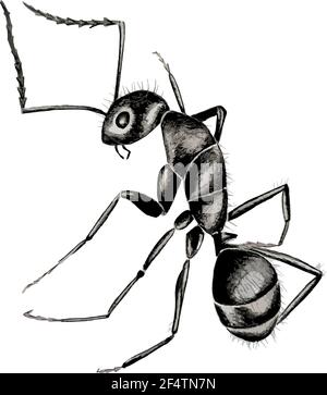 Hand drawn watercolor black and white illustration of black ant with antena isolated on white background. Stock Vector