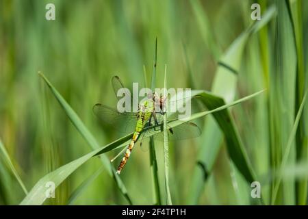 Eastern Pondhawk Dragonfly on Leaf Stock Photo