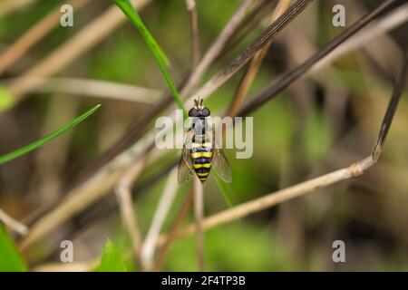 Hover Fly on Leaf in Springtime Stock Photo