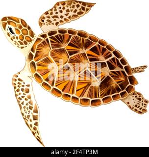 Hand drawn watercolor colorful illustration of brown and orange sea turtle isolated on white background. Stock Vector