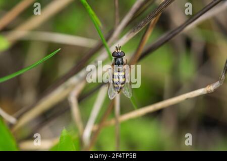 Hover Fly on Leaf in Springtime Stock Photo