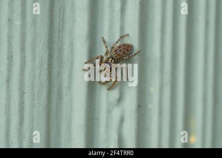 Dimorphic Jumping Spider in Springtime Stock Photo