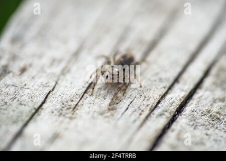 Dimorphic Jumping Spider in Springtime Stock Photo