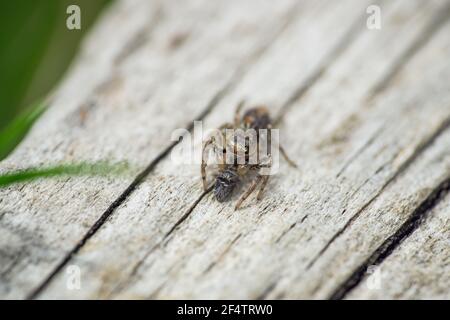 Dimorphic Jumping Spider in Springtime Stock Photo