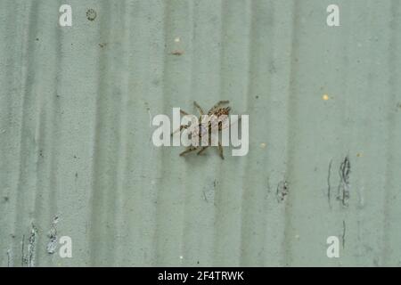 Dimorphic Jumping Spider in Springtime Stock Photo
