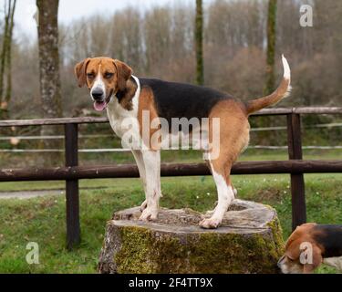 Old English Foxhound Stock Photo