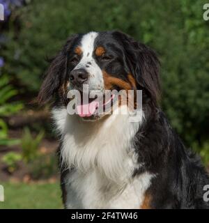 adult Stock Photo