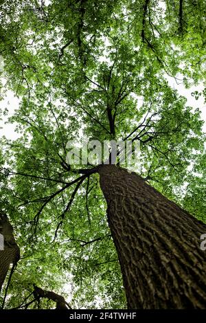 Trunk of a tree with green crowns. Bottom-up view. Summer nature background. Stock Photo