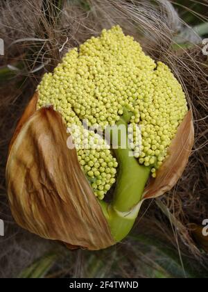 Spadix of many little yellow flowers against the coarse fibrous trunk of a Chusan Palm. Stock Photo
