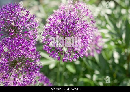 Beautiful balls of purple allium. Summer meddow or garden. Flower close up. Day light. Stock Photo