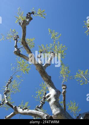 Spring buds against the blue sky and silver trunk of a pollarded london plane. Stock Photo