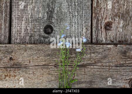 Bouquet of wild little blue flowers on a wooden old background. Top view with a copy of the space. Summer still life Stock Photo