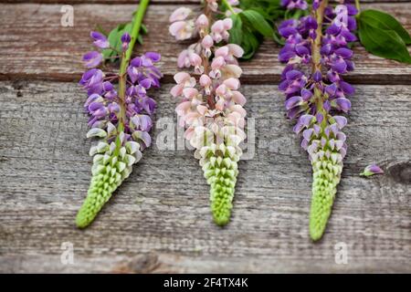 A colorful bouquet of three different colored lupins on an old wooden table. Close up flowers. Stock Photo