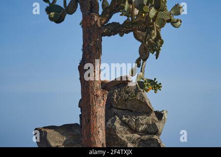 Galapagos sea lion lying at the rocky beach close to Opuntia echios, Galápagos prickly pear, which is giant cactus with appearance of a tree, endemic Stock Photo