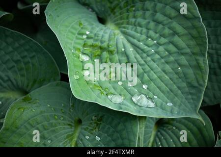 Wet tropical green leaves layout. Nature spring or summer background and texture. Stock Photo