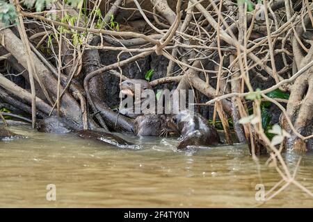 giant river otter, Pteronura brasiliensis, a South American carnivorous mammal, longest member of the weasel family, Mustelidae. Group of Otters feast Stock Photo
