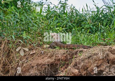 Dracaena paraguayensis, the Paraguay caiman lizard, a species of lizard in the family Teiidae, resting on the river bank of the Cuiaba river in the Pa Stock Photo