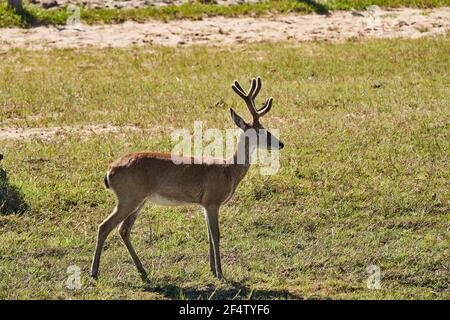 The marsh deer, Blastocerus dichotomus, also swamp deer, largest deer species from South America can mostly be found in the swampy region of the panta Stock Photo