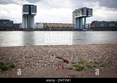 Egyptian Goose on the banks of the river Rhine in the district Deutz, view to the Kranhaeuser (Crane Houses) at Rheinau harbor, Cologne, Germany.  Nil