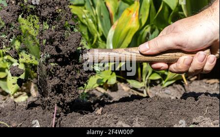 The garden work with a hoe on a flower-bed with flying soil from digging, close up. Stock Photo