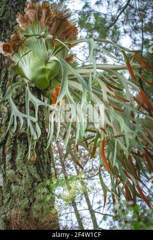 Staghorn Ferns or Elkhorn Ferns, Platycerium bifurcatum Stock Photo