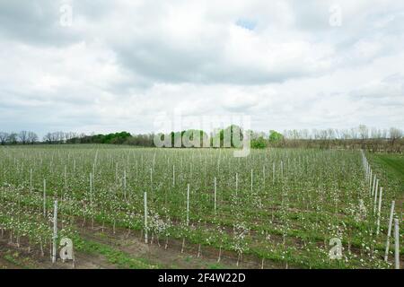 Beautiful fruit garden in nature, young apple orchard with blooming flowers Stock Photo