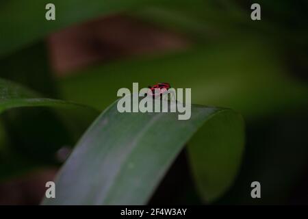 An european firebug (Pyrrhocoris apterus) going on with its life, on a plant leaf. Stock Photo
