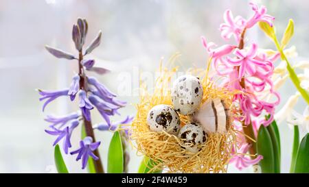 Easter holiday concept on light background quail eggs in sawdust in the nest surrounded by blue and pink hyacinths selective focus Stock Photo