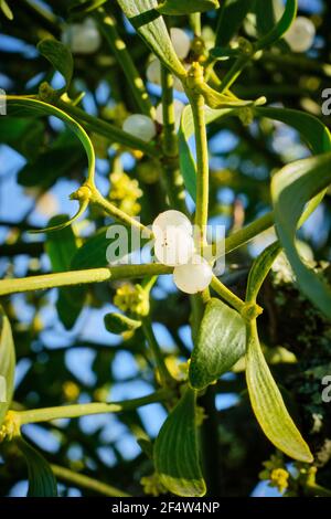 White berries on the mistletoe at the Shropshire Hills Discovery Centre, Craven Arms, Shropshire Stock Photo