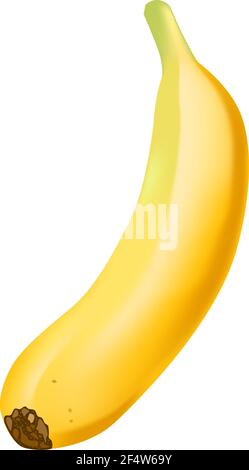 Realistic banana isolated on white background. Tropical fruit. Realistic vector illustration Stock Vector