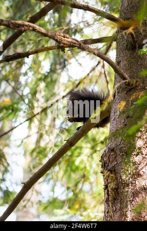 Vertical shot of a squirrel on a tree Stock Photo
