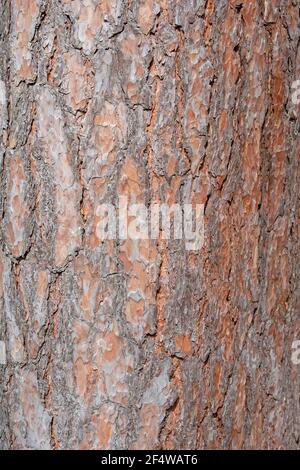 Scots pine bark in a close-up Stock Photo