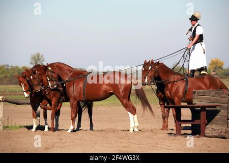 PUSZTA, HUNGARY, SEPTEMBER, 04. 2020: Hungarian csikos in traditional folk costume showing his trained five horses. Traditional horse show in Hungary Stock Photo