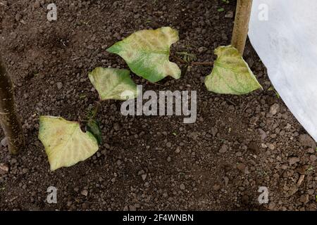 Runner bean 'Scarlet Emperor' seedlings planted out in May. Leaves scorched by strong frost. Insufficient frost protection Stock Photo