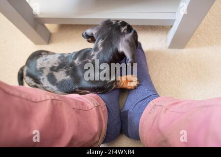 Shallow focus of a young Dauchund puppy seen playing with the socks of his owner. Stock Photo