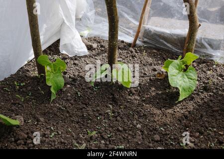 Climbing French bean seedlings protected from air frosts and wind by garden fleece and repurposed clear plastic sheeting. Stock Photo