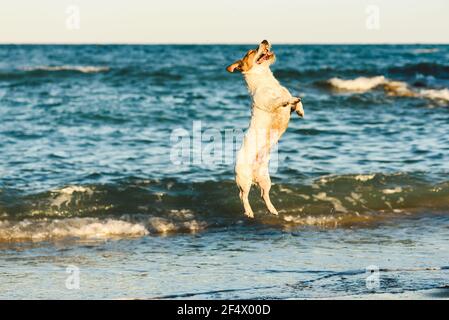 Happy dog jumping high playing at sea beach Stock Photo