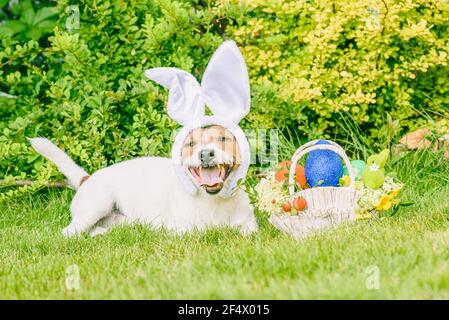 Happy dog wearing bunny ears as Easter animal concept Stock Photo