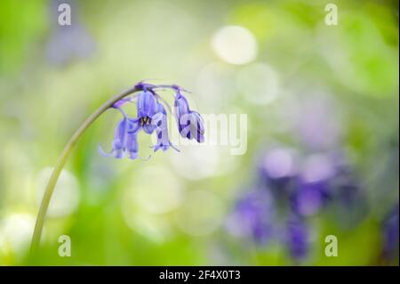 Beautiful image of single English Bluebell (hyacinthoides non-scripts) in Spring woodland blue with pretty background of out of focus bluebells. Stock Photo