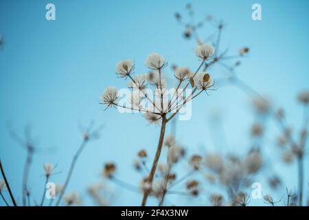 covered with frost umbrella dill against the blue sky, close-up photo in the winter season. blurry in the background Stock Photo