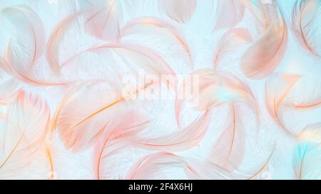Pink feathers texture in rainbow light on blue background Stock Photo