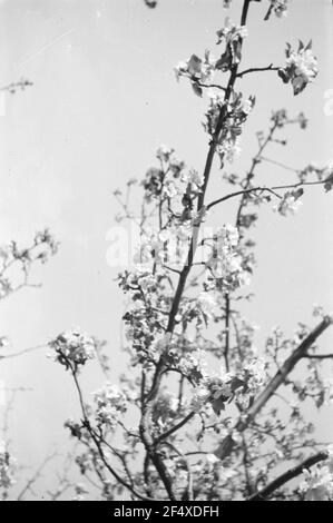 Second World War. Russia, Belgorod Oblast. Blooming shrub Stock Photo
