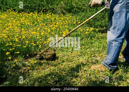 man mows a spring green lawn with dandelions in the garden. trimming dandelions and other weeds in the yard. an overgrown backyard clearing with brush Stock Photo