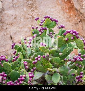 Prickly pear on the island of Malta Stock Photo