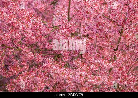 Abstract background cherry or sakura blossoms. Beautiful nature scene with flowering tree.Spring flowers. A beautiful orchard. Stock Photo